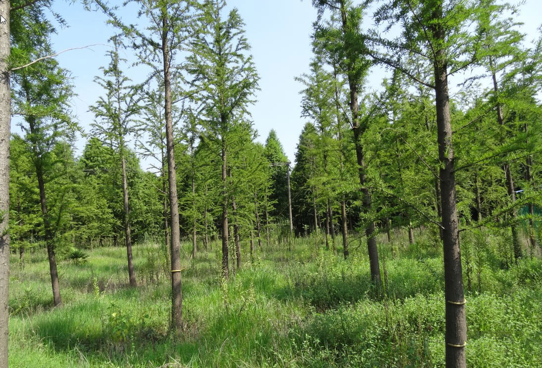 南县天顺园林绿化有限公司,南县水杉销售,池杉,落羽杉 南县天顺园林绿化有限公司,南县水杉销售,池杉,落羽杉
