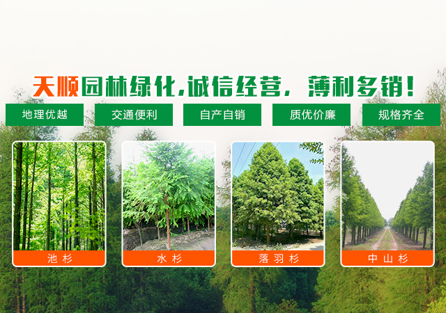 南县天顺园林绿化有限公司_南县水杉销售|池杉|落羽杉