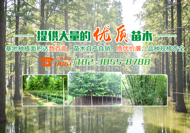 南县天顺园林绿化有限公司_南县水杉销售|池杉|落羽杉