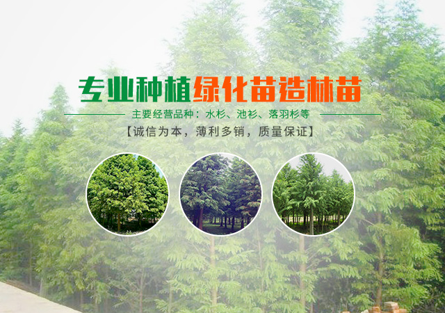 南县天顺园林绿化有限公司_南县水杉销售|池杉|落羽杉