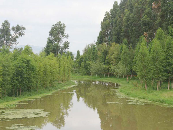 中山杉介绍