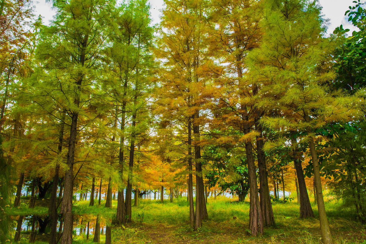 南县天顺园林绿化有限公司,南县水杉销售,池杉,落羽杉